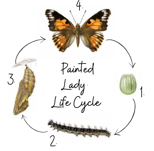 Week One: Life Cycle & Larvae - Adventures in Arts Education